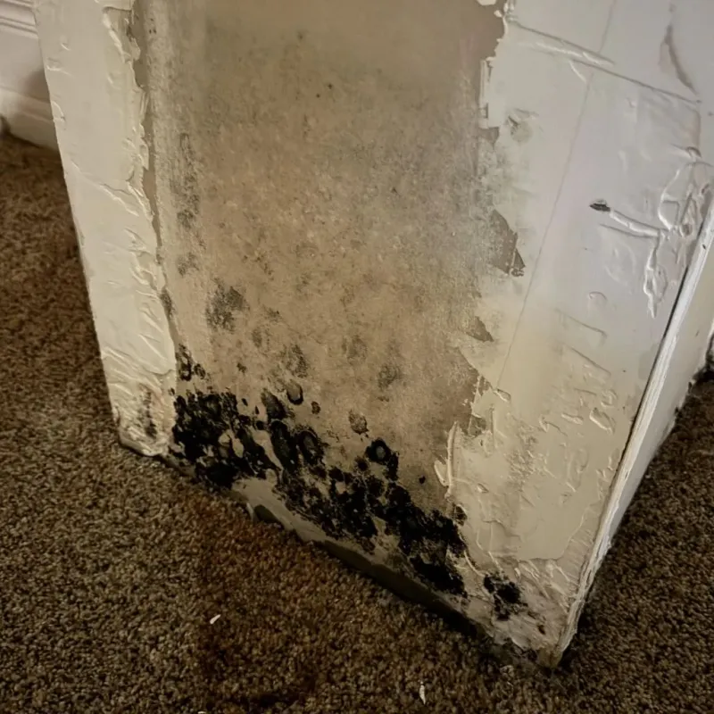 Professional Mold Removal in Santee, CA